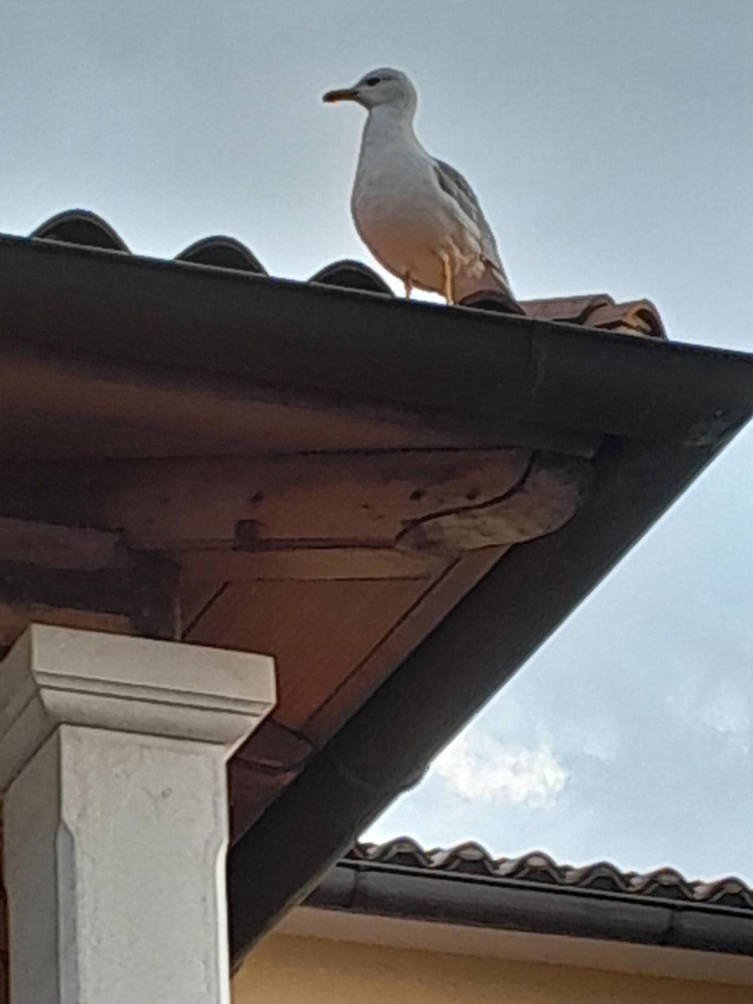 Room Rental Pisa Gasthof